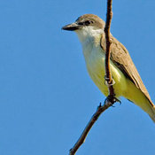 Thick-billed Kingbird
